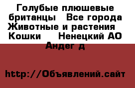 Голубые плюшевые британцы - Все города Животные и растения » Кошки   . Ненецкий АО,Андег д.